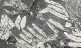 Wide Fossil Seed Fern Plate - Pennsylvania #79680-1